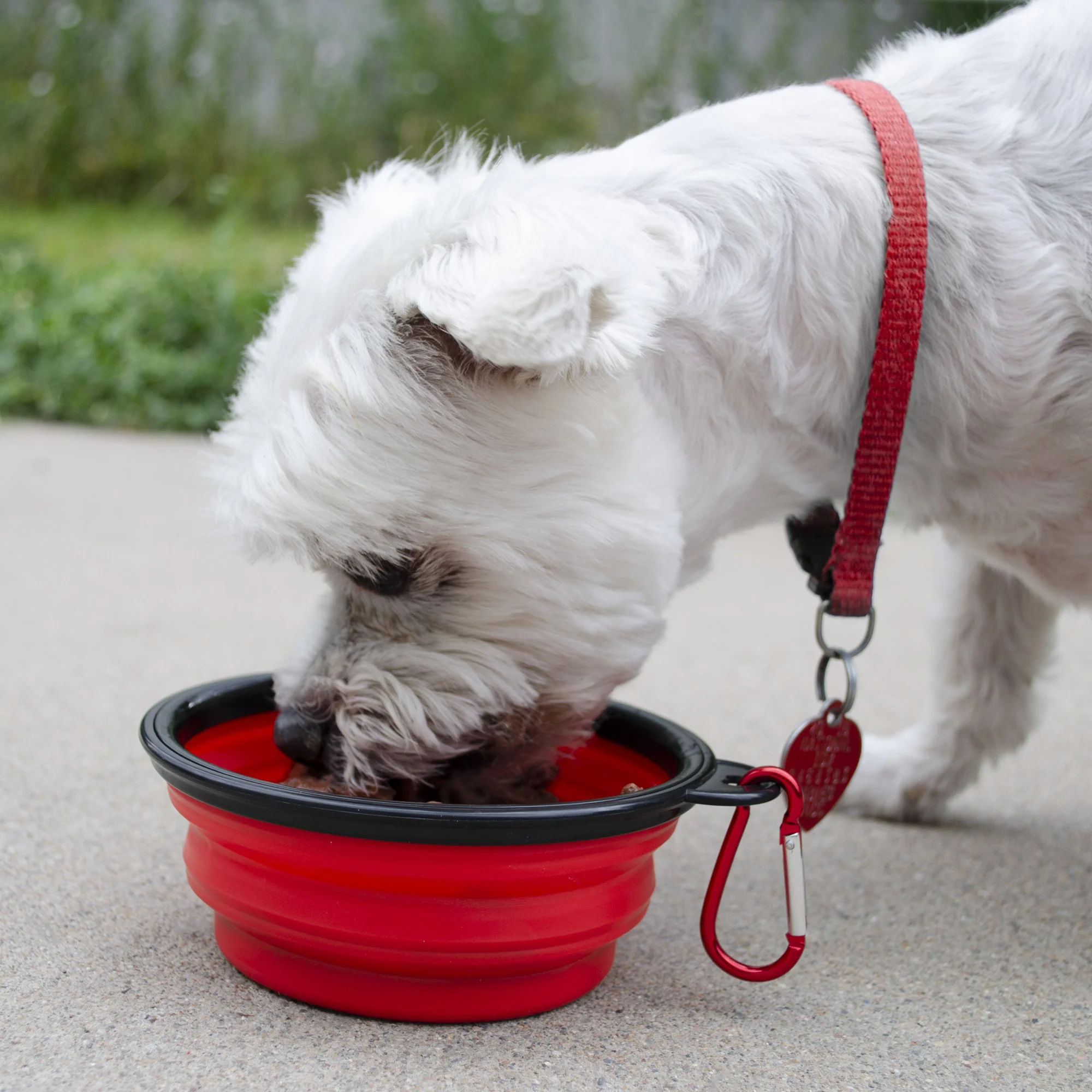 Emergency Pet Survival Kits - Dog or Cat Options - Image 7