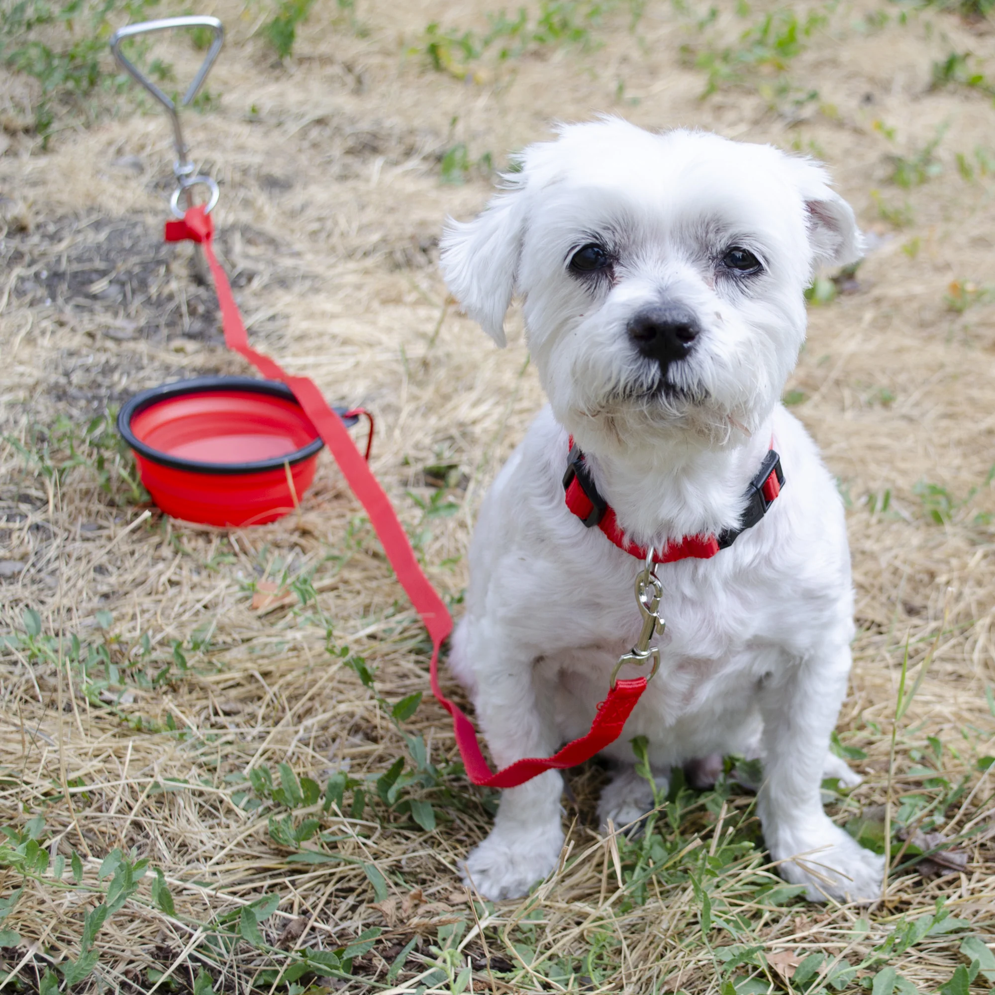 Emergency Pet Survival Kits - Dog or Cat Options - Image 8